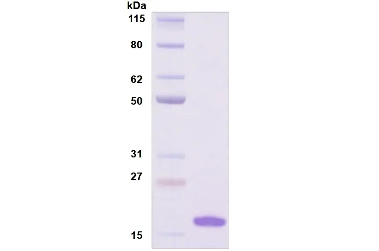 Recombinant Human Siglec-7, His Tag -50 ug